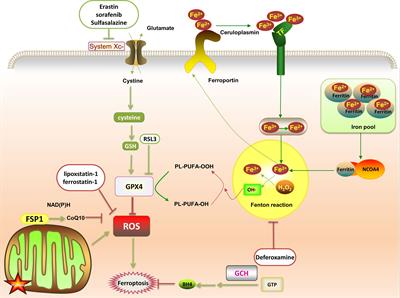 Ferroptosis in Rheumatoid Arthritis: A Potential Therapeutic Strategy